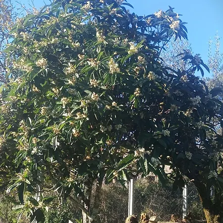 Casa Da Celeste-al Casa de Férias Areias (Santarem)