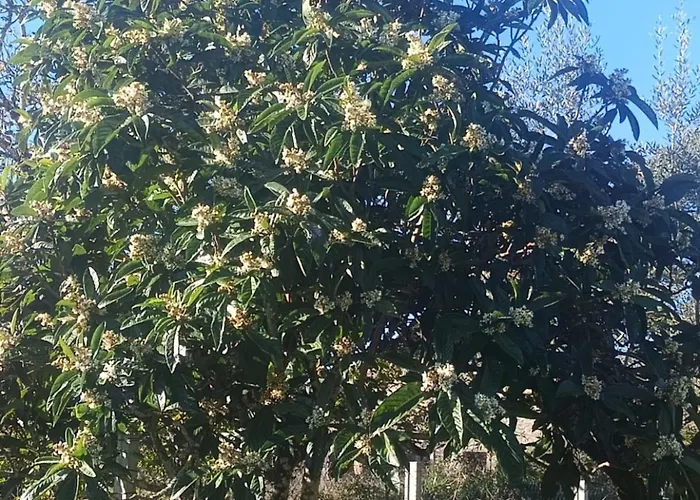 Casa Da Celeste-al Σπίτι διακοπών Areias (Santarem)